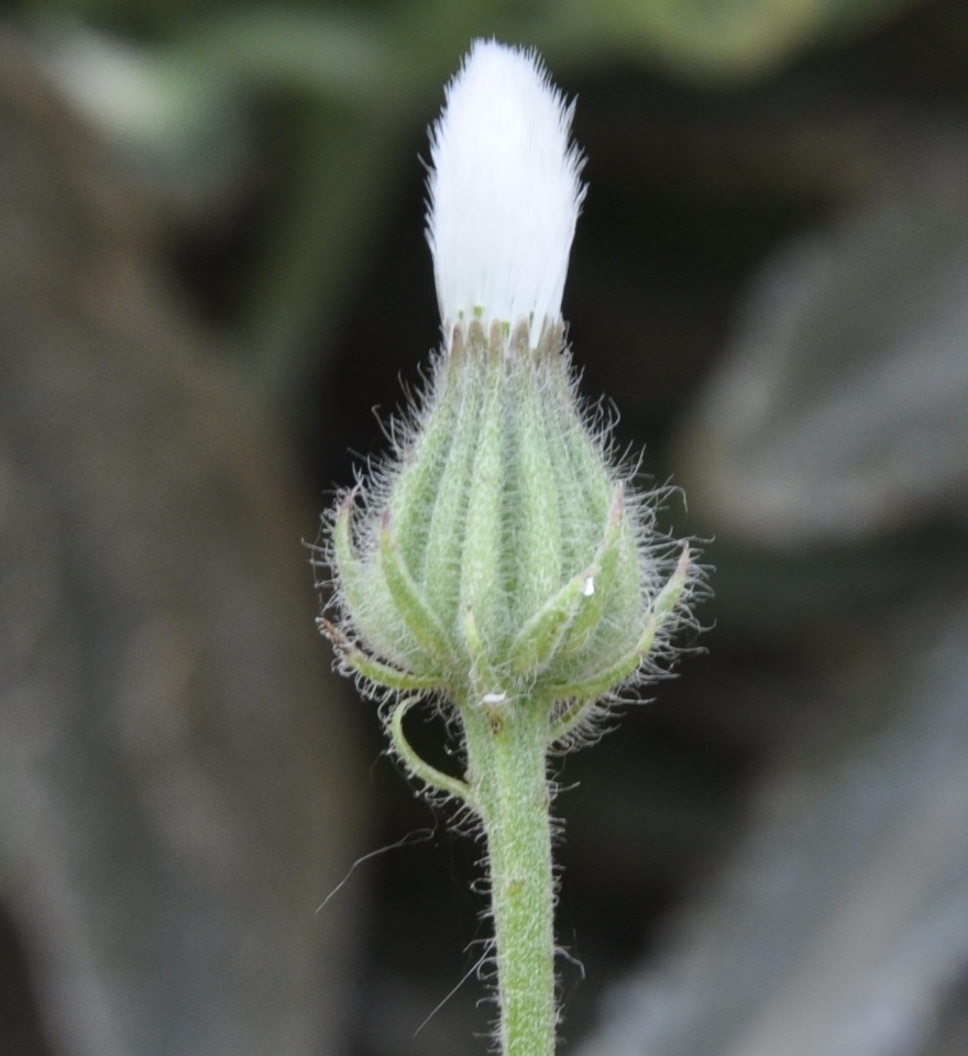 Изображение особи род Crepis.