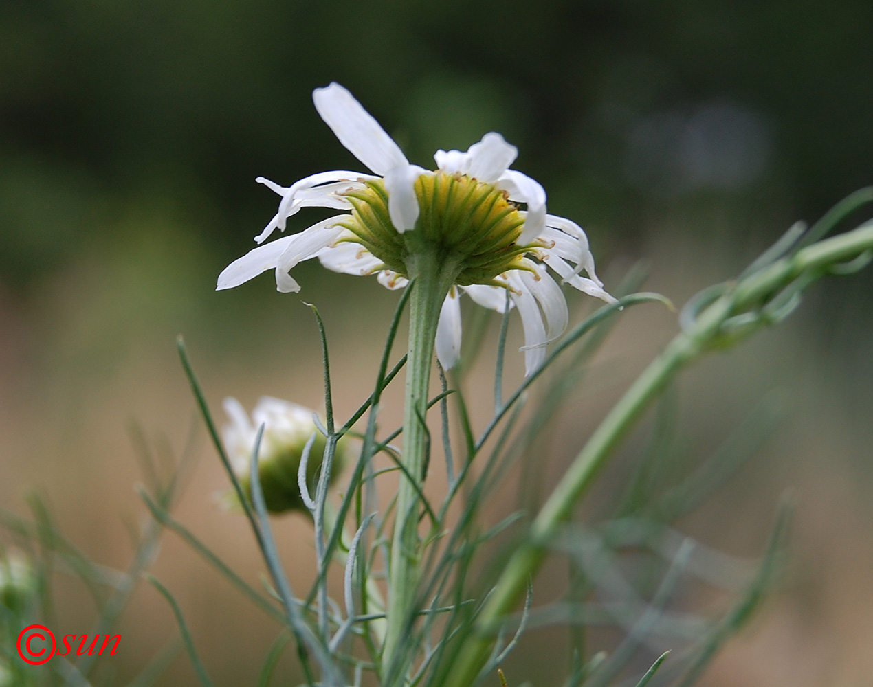 Изображение особи Tripleurospermum inodorum.