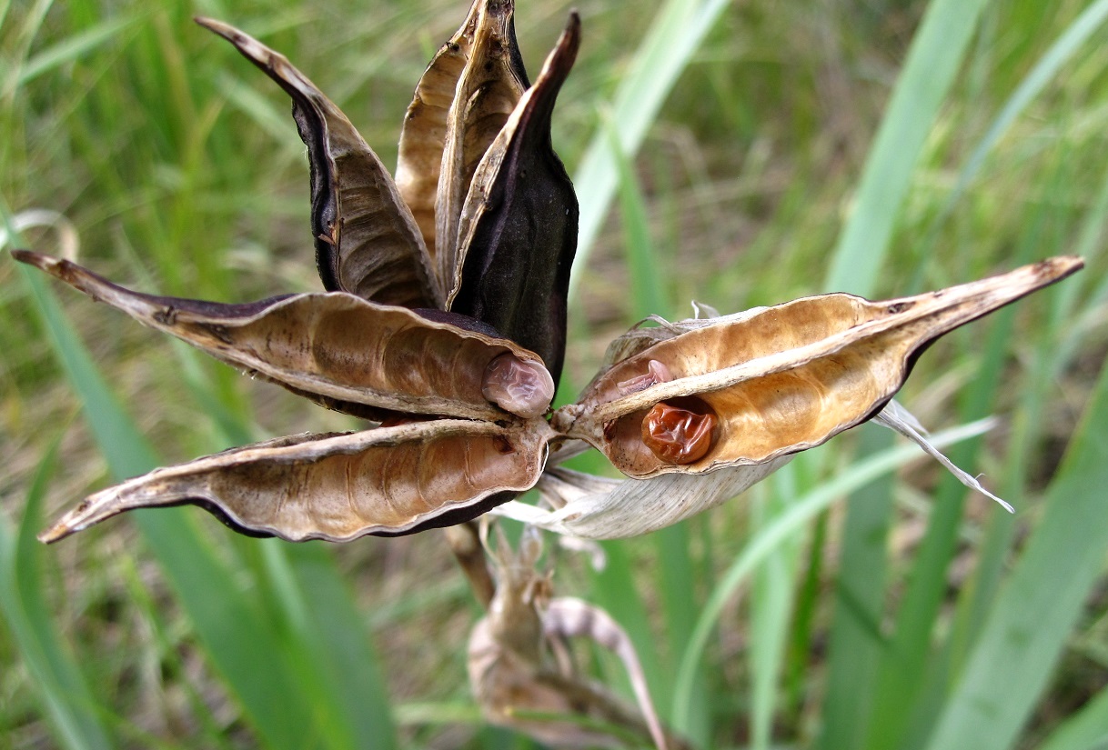 Изображение особи Iris halophila.