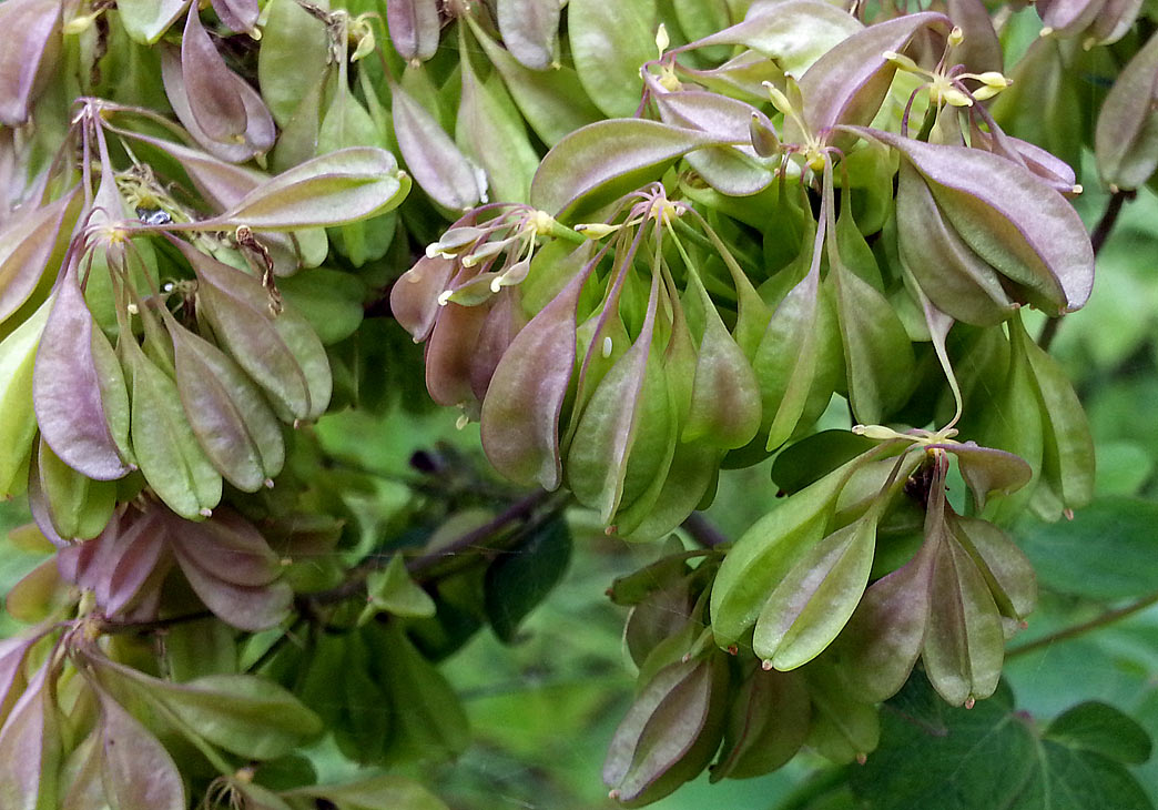 Image of Thalictrum aquilegiifolium specimen.