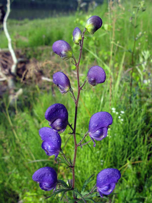 Image of Aconitum ambiguum specimen.