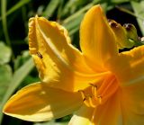 Hemerocallis middendorffii. Часть цветка с насекомым. Германия, г. Дюссельдорф, Ботанический сад университета. 03.07.2014.