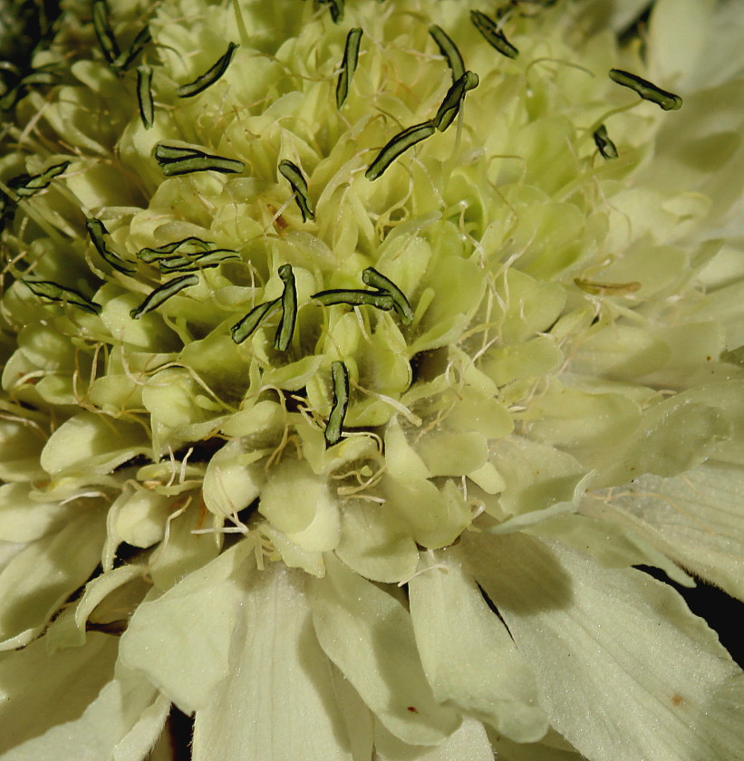 Image of Cephalaria gigantea specimen.