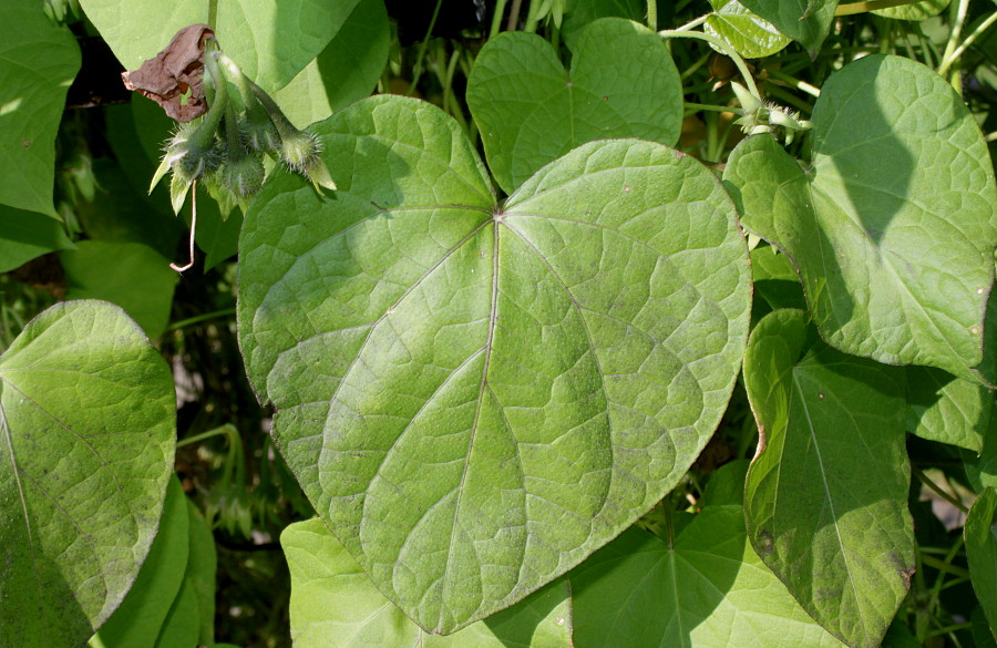 Image of Ipomoea purpurea specimen.