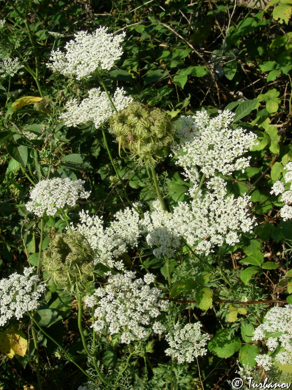 Изображение особи Daucus carota.