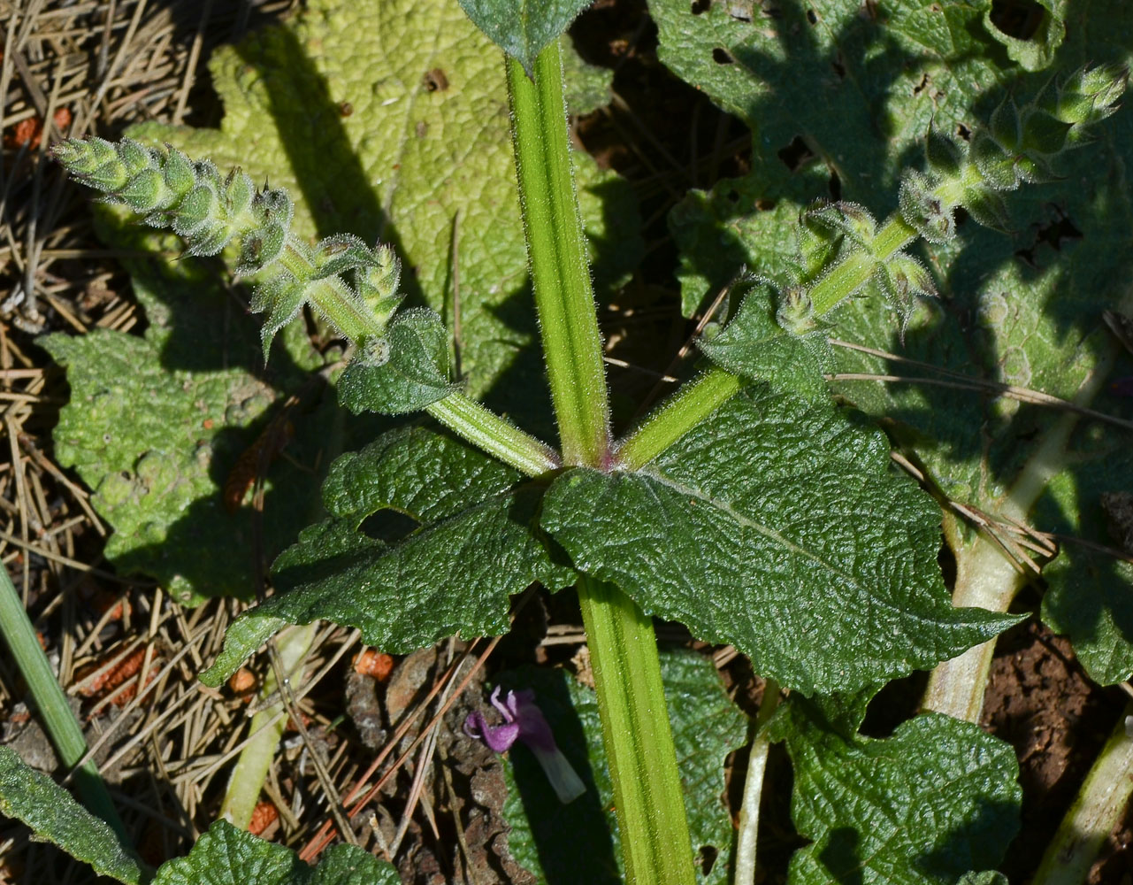 Image of Salvia hierosolymitana specimen.