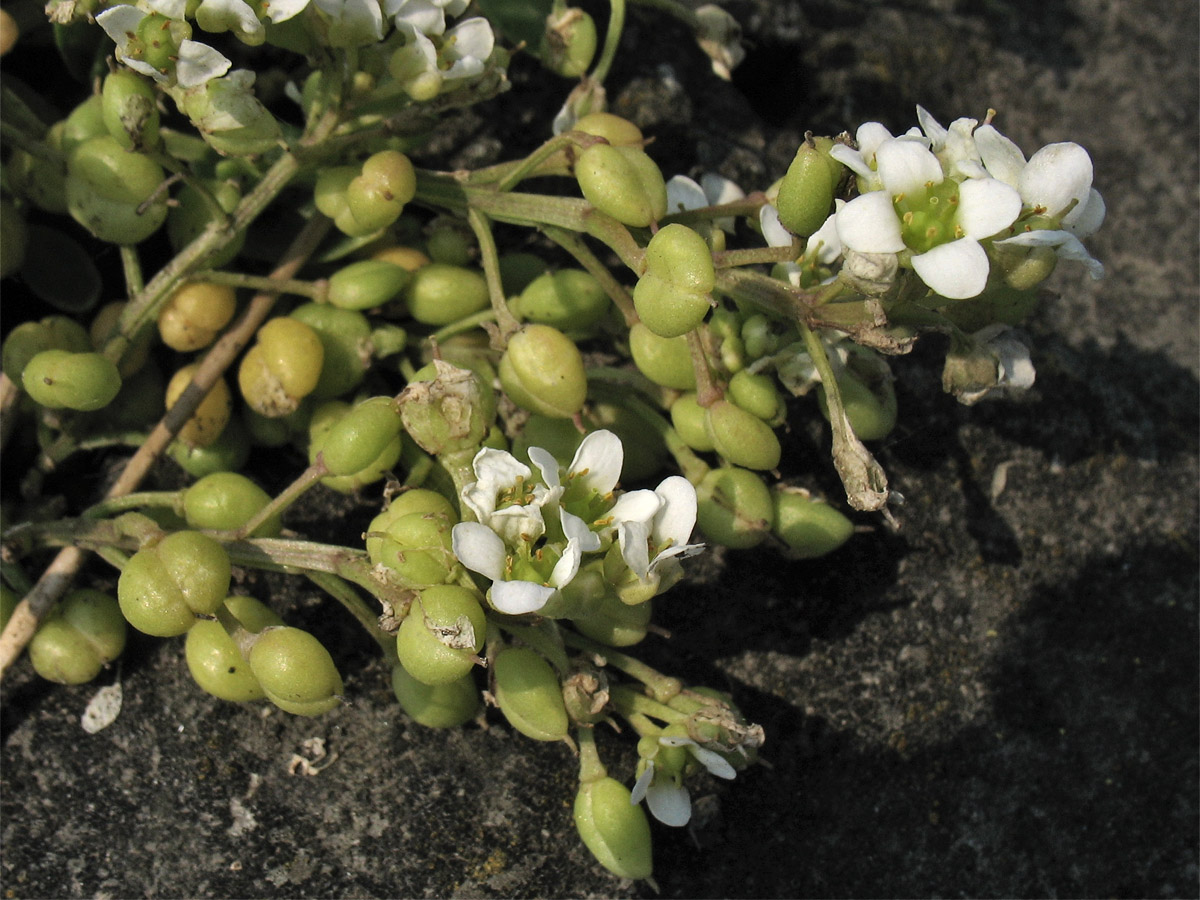 Image of Cochlearia anglica specimen.