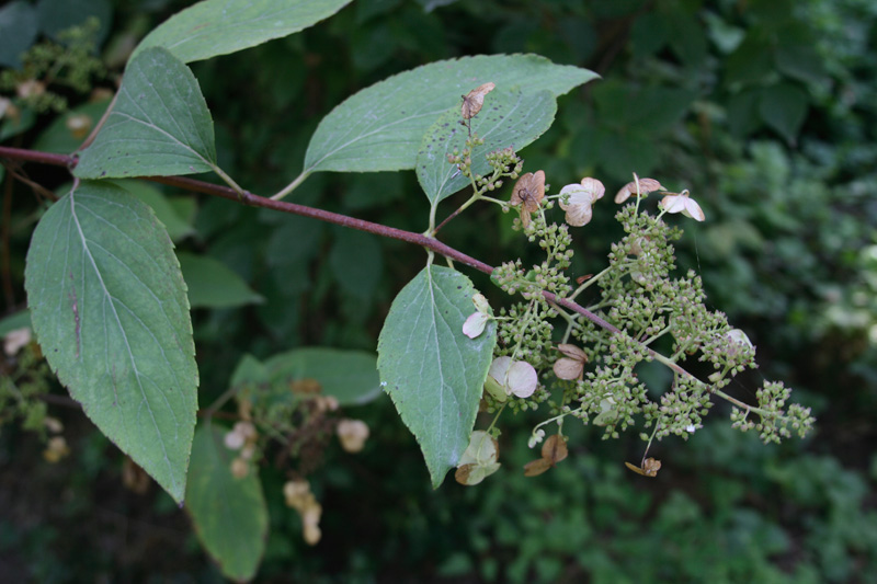 Image of Hydrangea paniculata specimen.