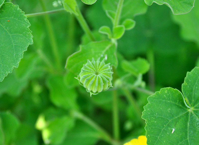 Image of Abutilon indicum specimen.