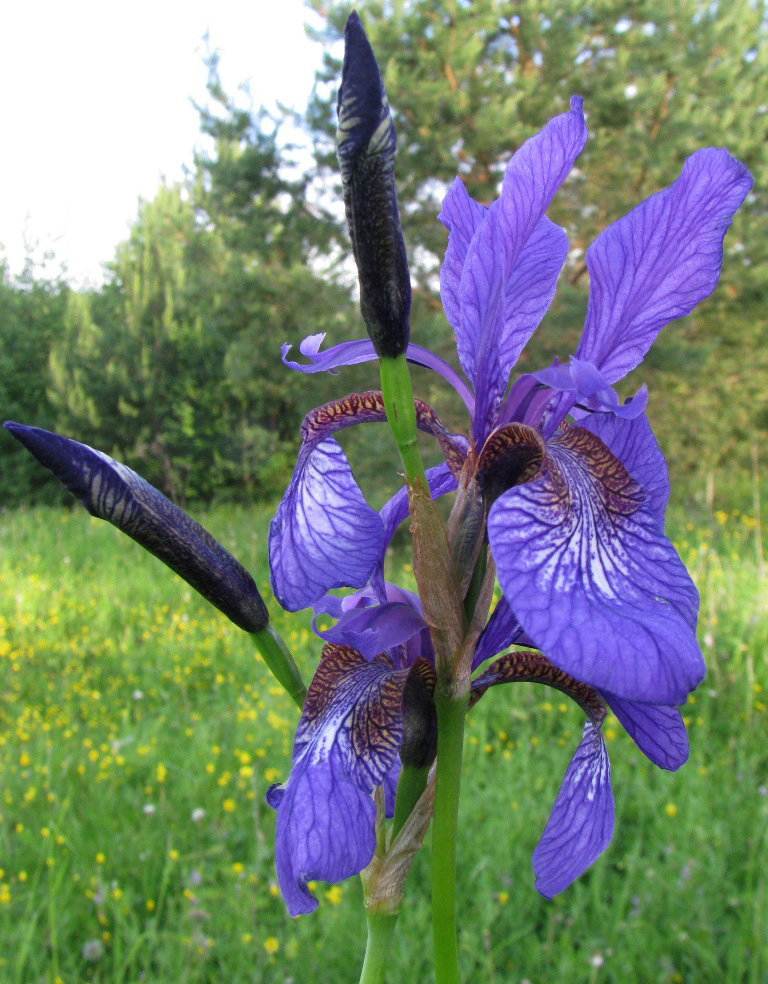 Image of Iris sibirica specimen.