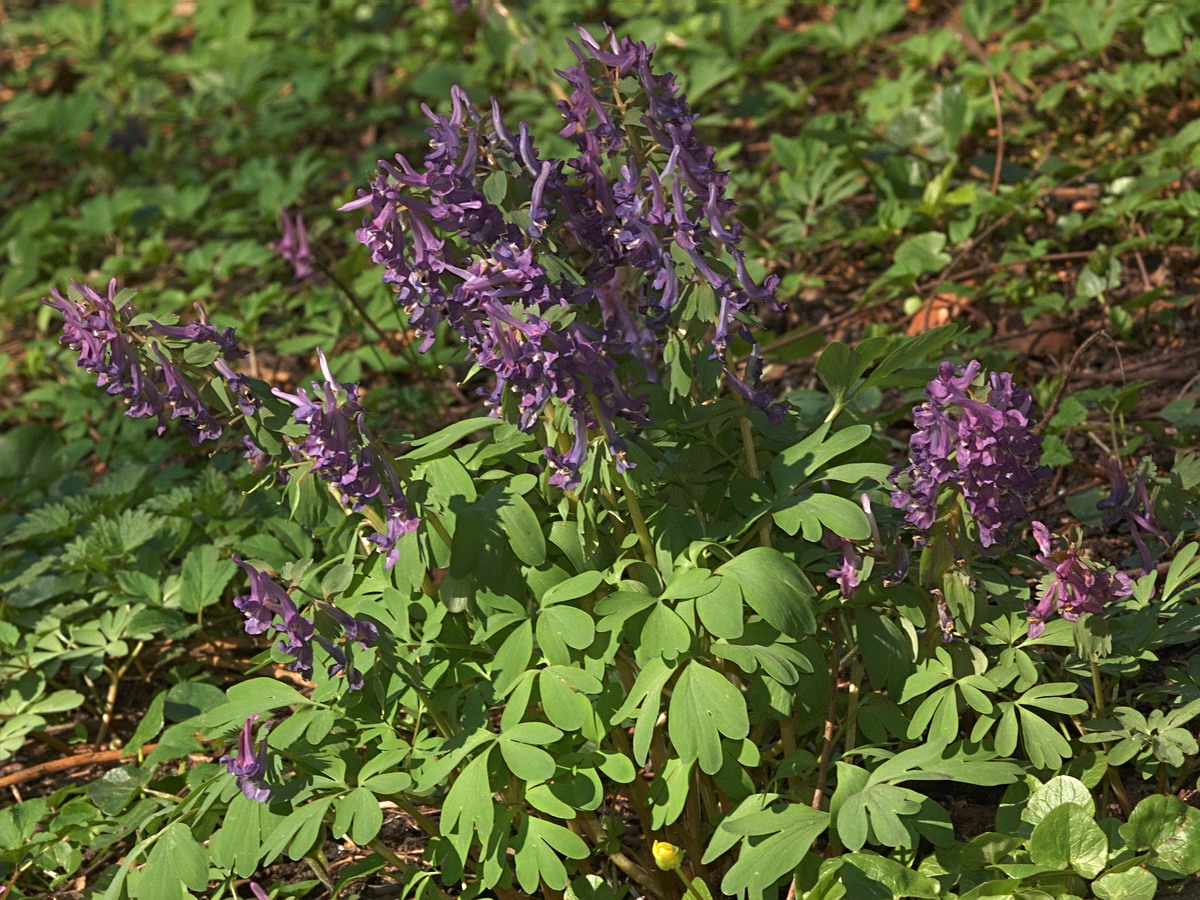 Image of Corydalis solida specimen.