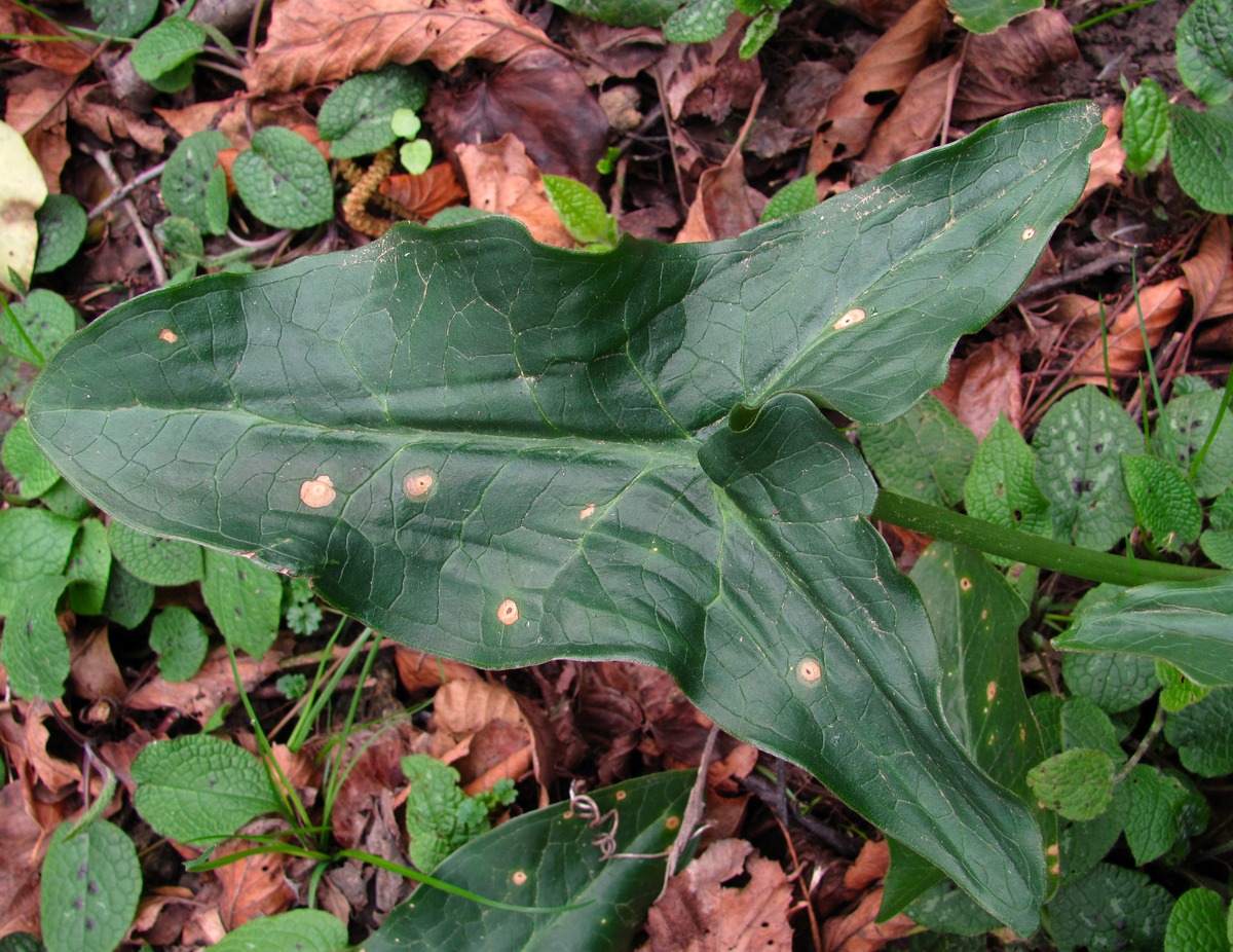 Image of Arum italicum ssp. albispathum specimen.