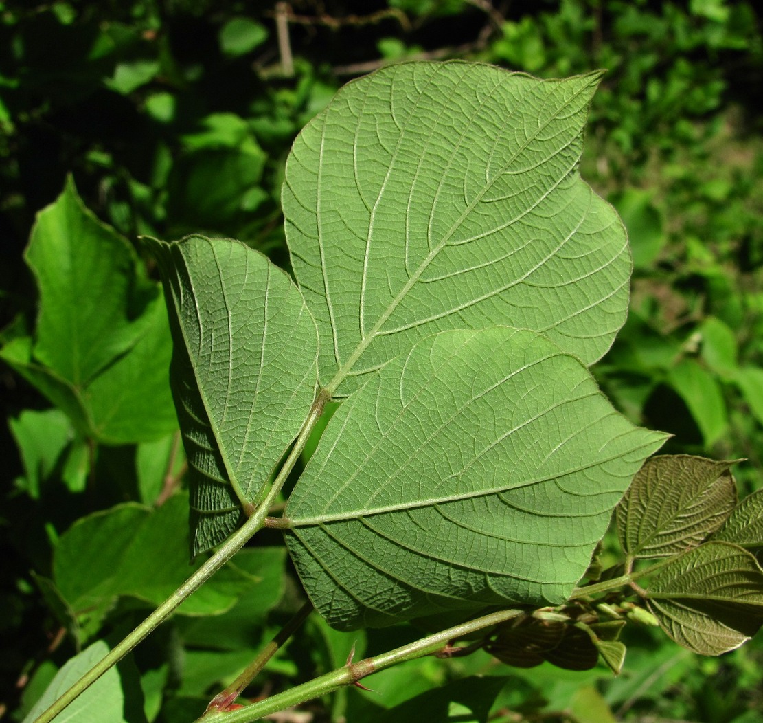 Image of Desmodium elegans specimen.