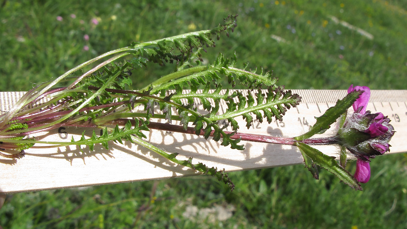 Image of Pedicularis caucasica specimen.