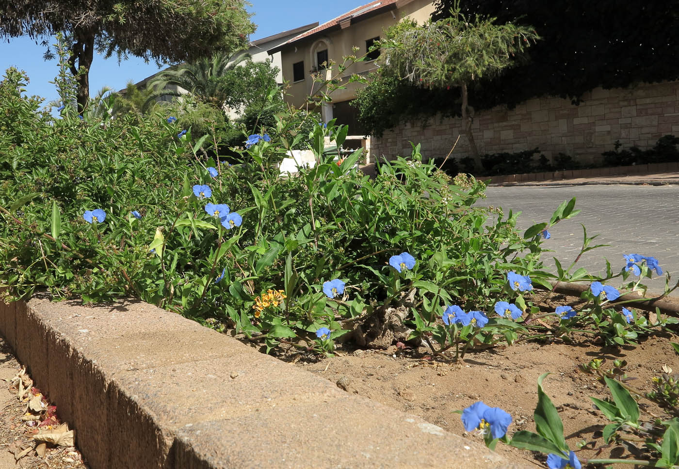 Изображение особи Commelina erecta.