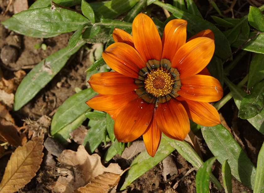 Image of genus Gazania specimen.