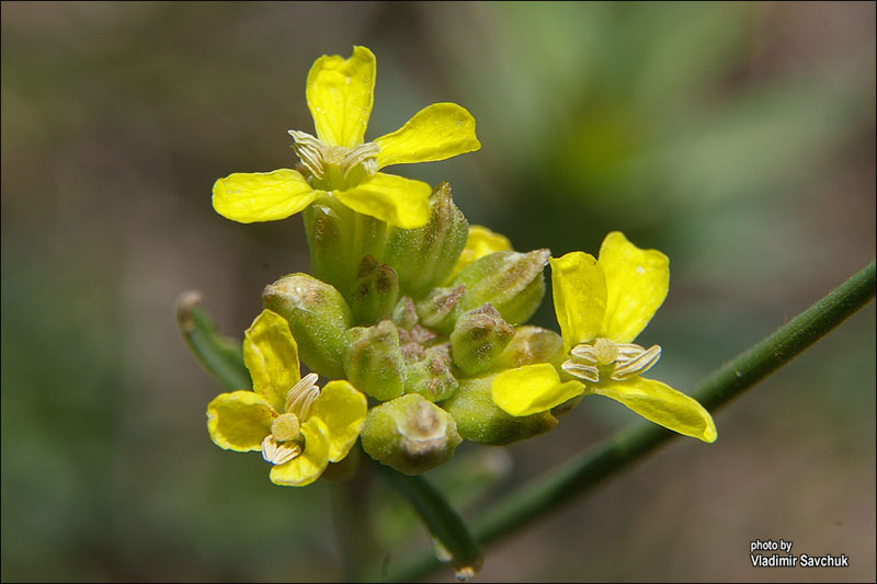 Image of Erysimum canescens specimen.