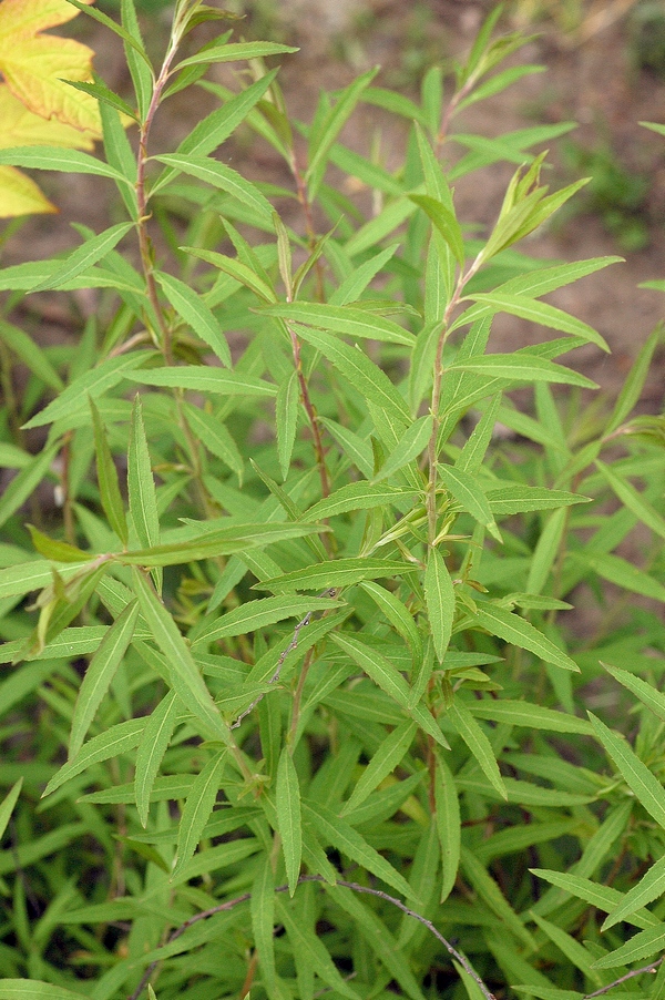 Image of Spiraea thunbergii specimen.