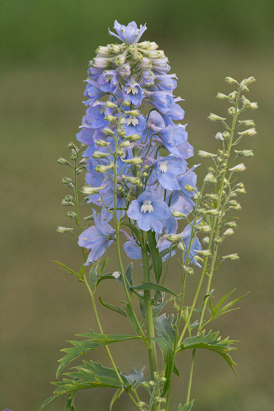 Image of Delphinium &times; phoeniceum specimen.