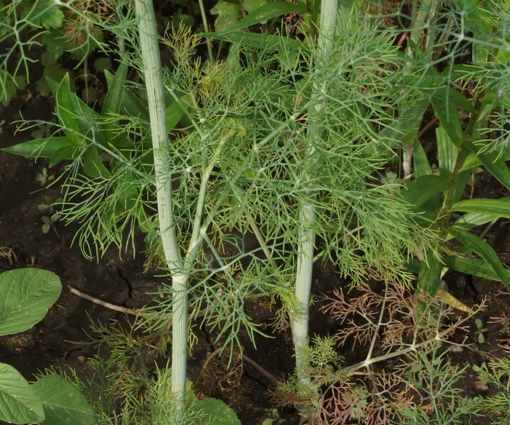 Image of Anethum graveolens specimen.