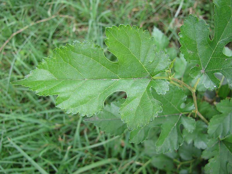 Изображение особи Morus alba.