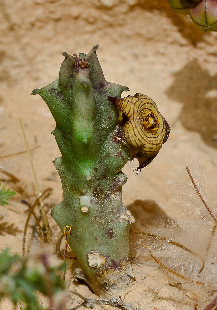 Image of Caralluma europaea specimen.