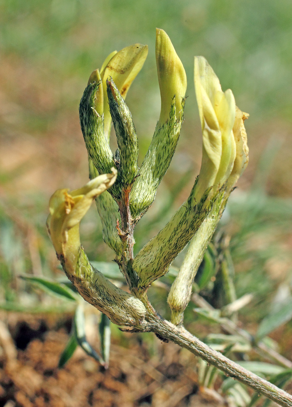 Изображение особи Astragalus bossuensis.