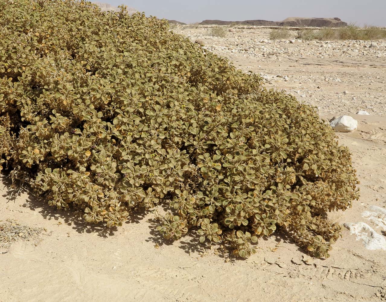 Image of Cleome droserifolia specimen.