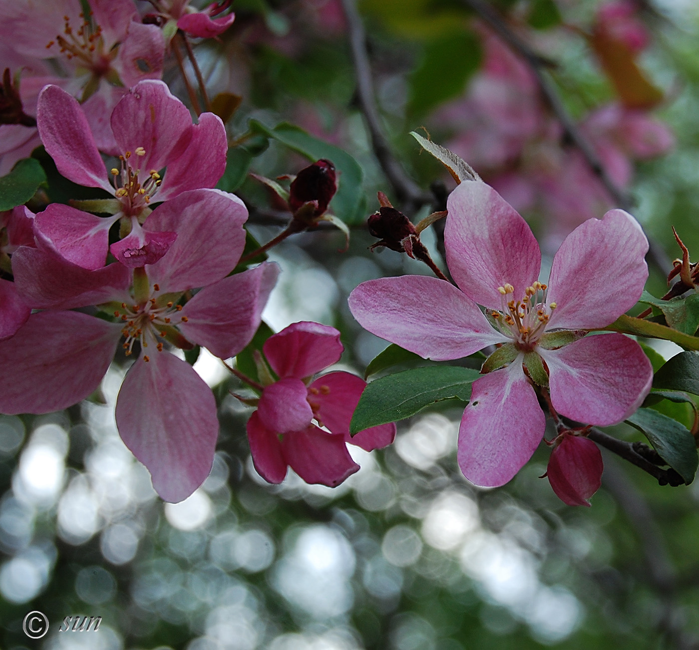 Image of Malus &times; purpurea specimen.