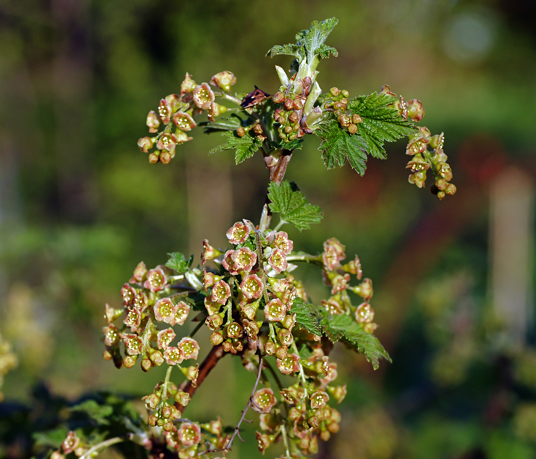 Изображение особи Ribes rubrum.