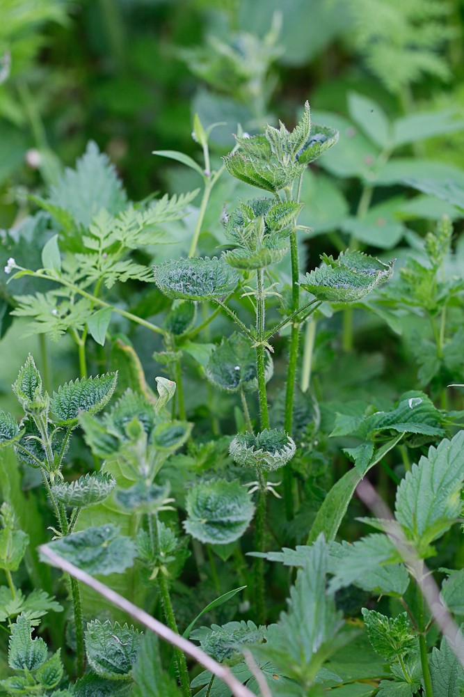 Image of Urtica dioica specimen.