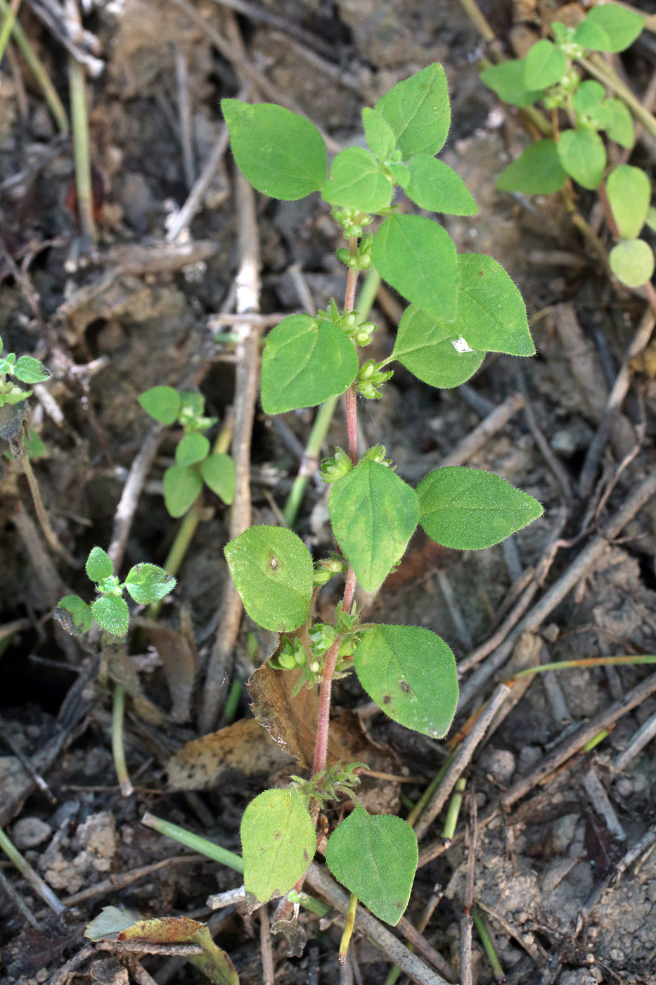 Image of Parietaria chersonensis specimen.