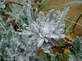 Artemisia stelleriana. Побег в каплях дождя. Приморье, окр. г. Находка, бухта Шепалово, песчаный пляж. 12.06.2015.