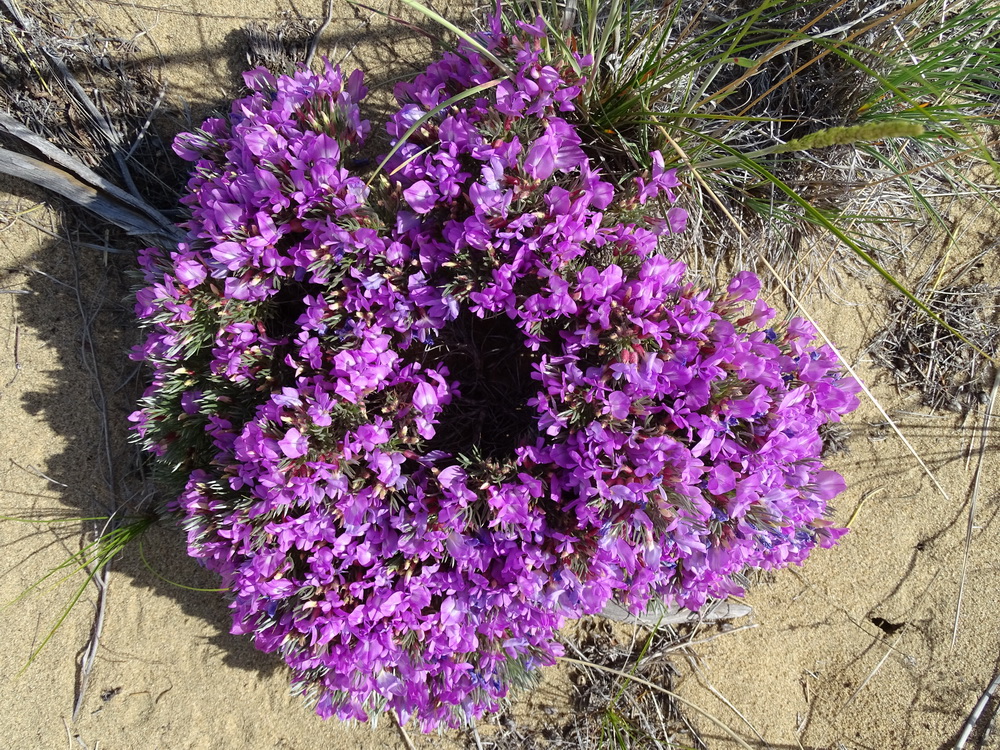 Изображение особи Oxytropis aciphylla.