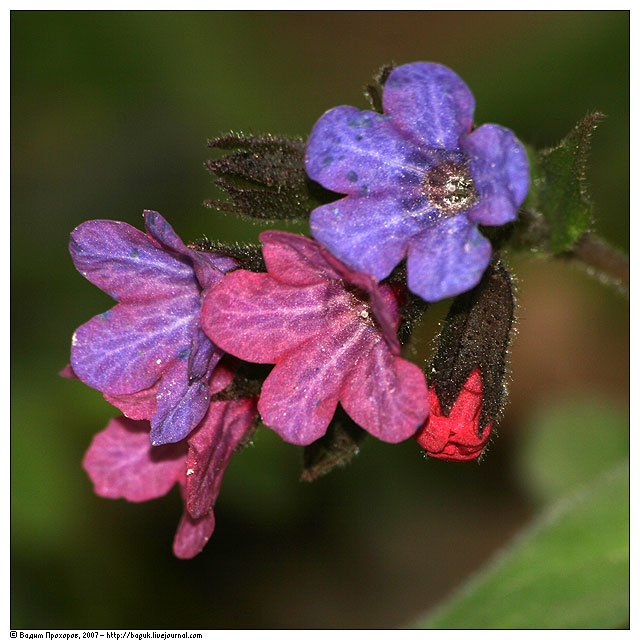 Изображение особи Pulmonaria obscura.