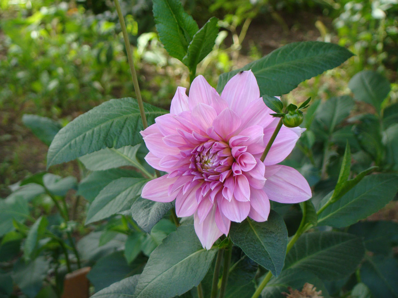 Изображение особи Dahlia &times; cultorum.