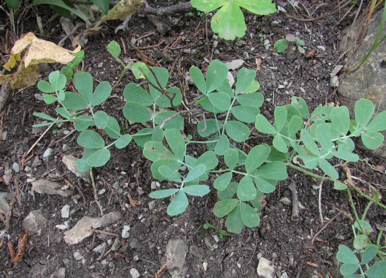 Image of familia Fabaceae specimen.