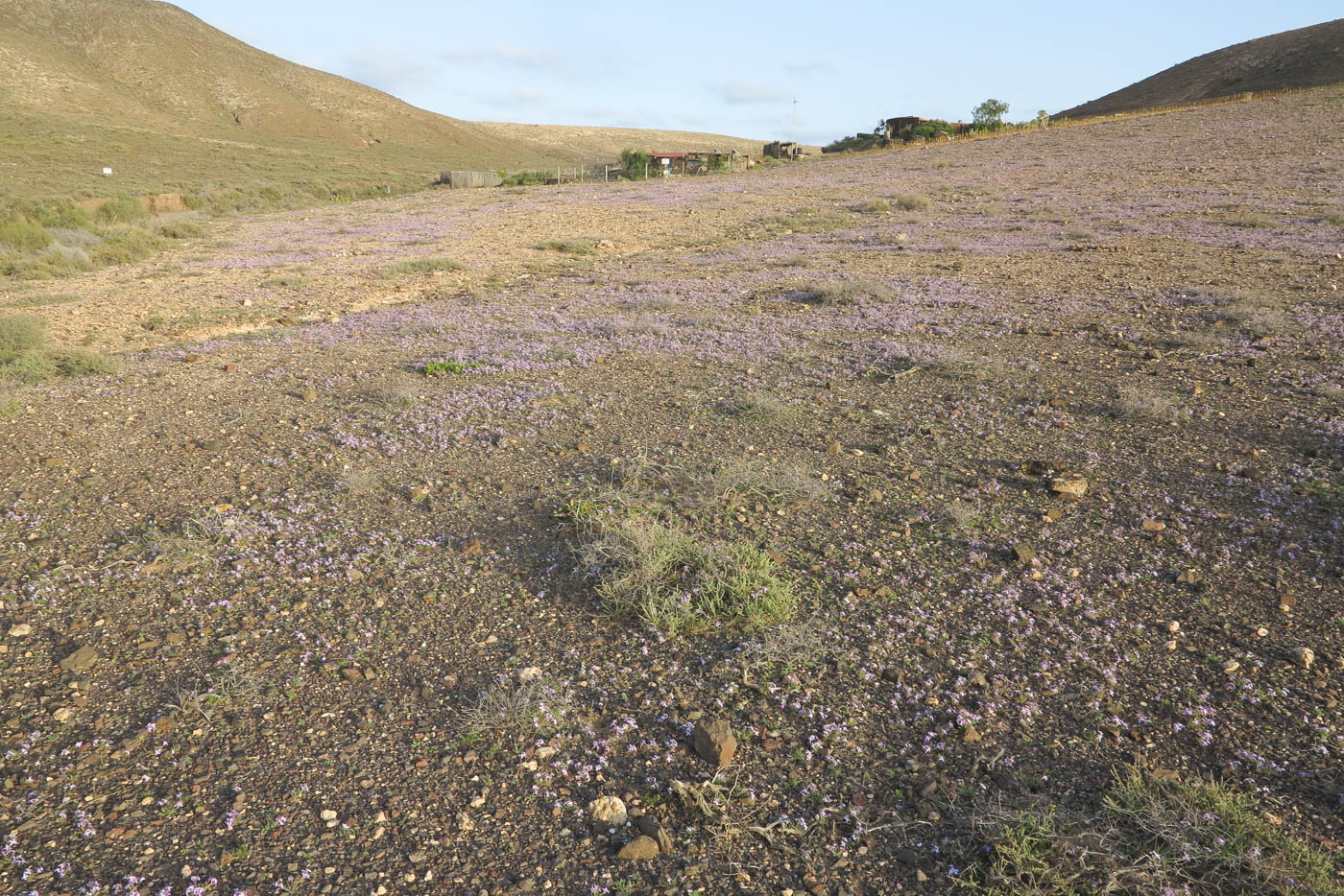 Image of Matthiola fruticulosa var. bolleana specimen.