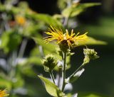 Inula helenium. Верхушка побега с соцветиями (культивар). Московская обл., Раменский р-н, окр. дер. Хрипань, садовый участок. 08.08.2016.