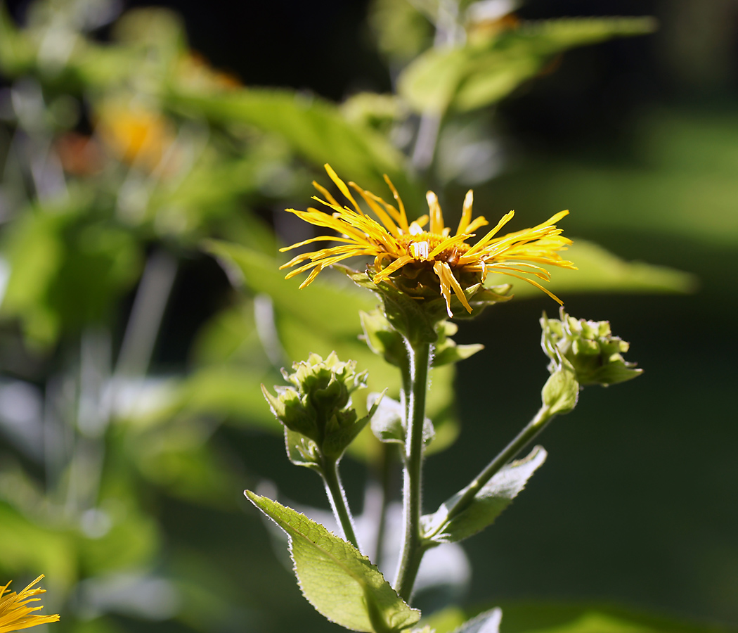 Изображение особи Inula helenium.