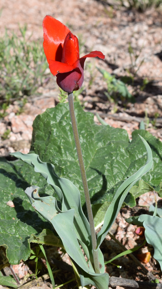 Image of Tulipa butkovii specimen.