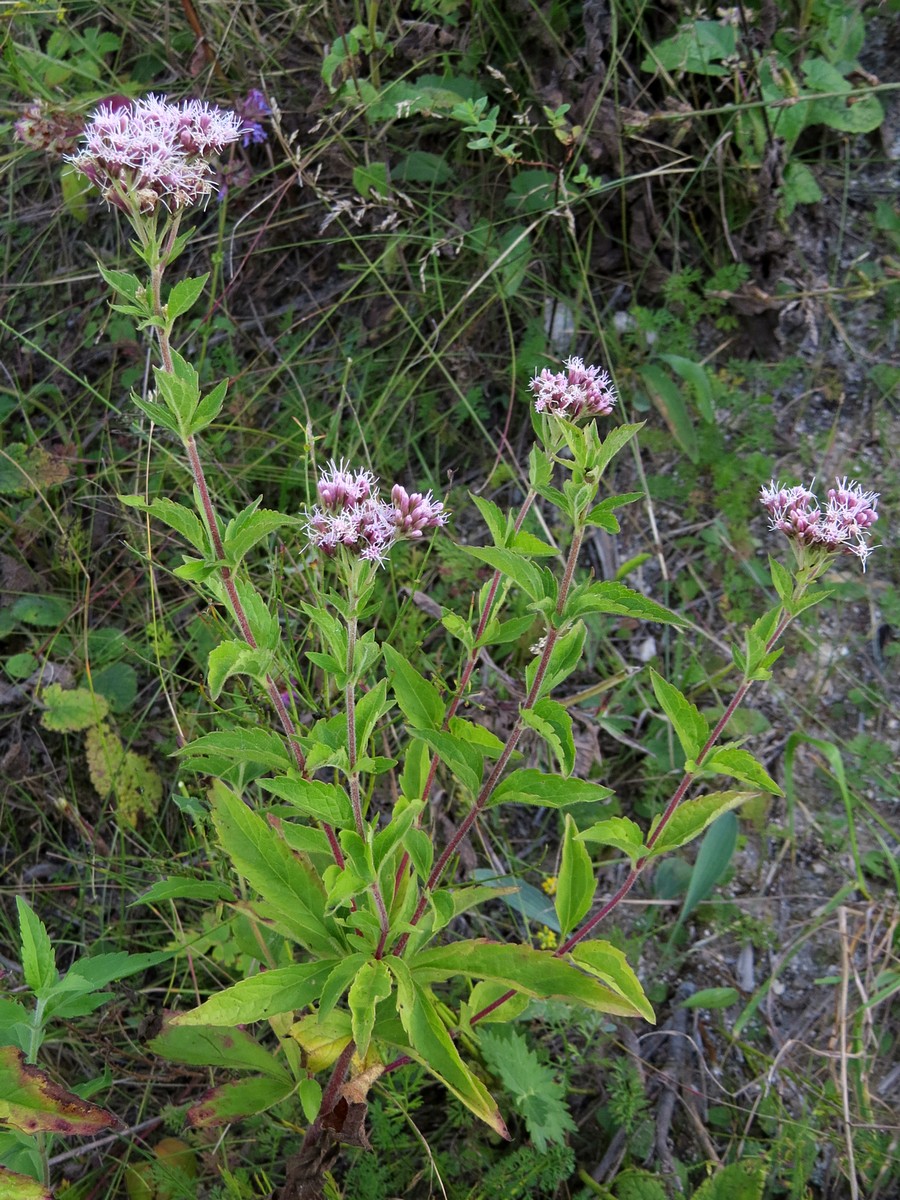 Image of Eupatorium cannabinum specimen.