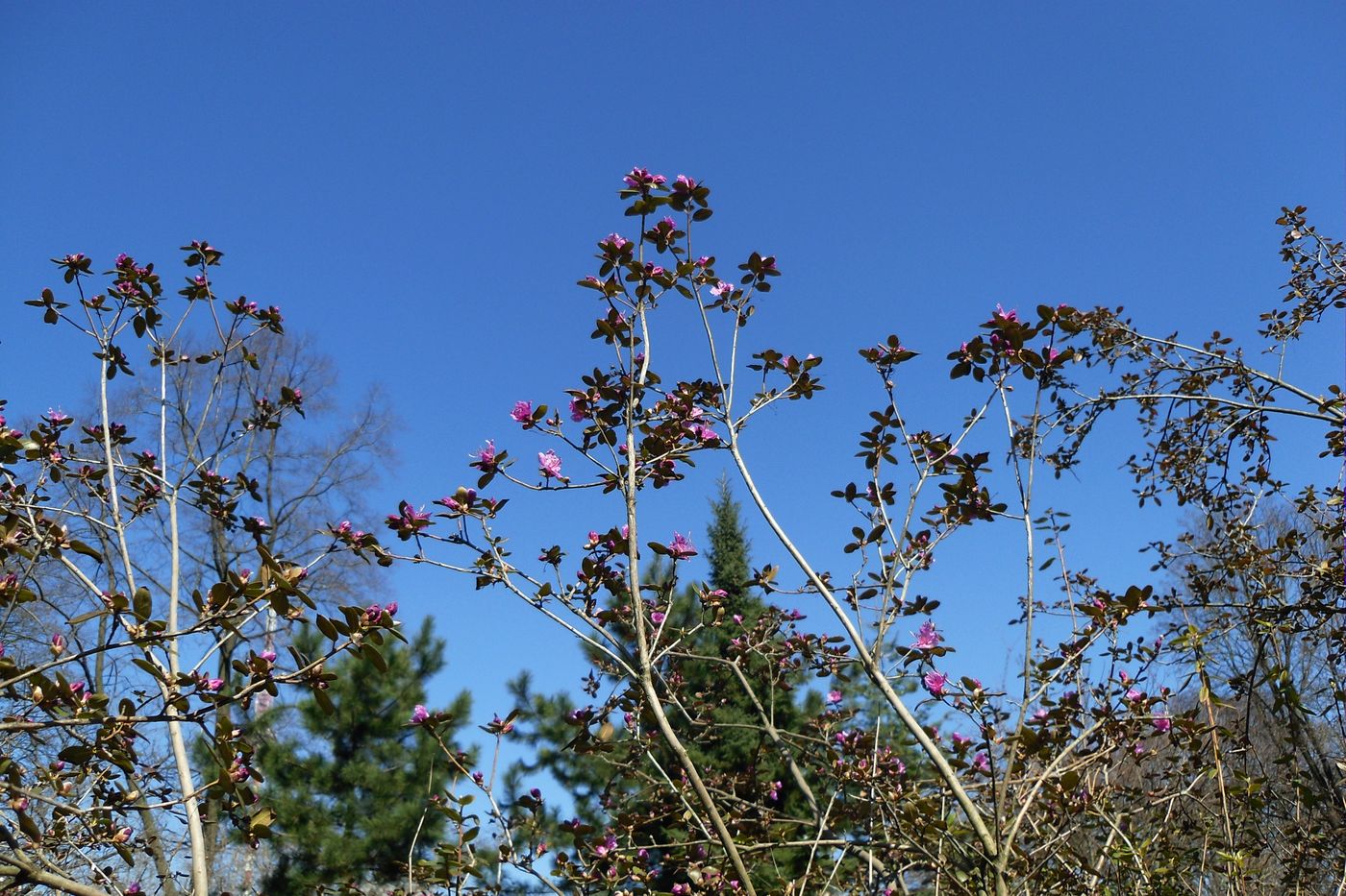 Image of Rhododendron ledebourii specimen.