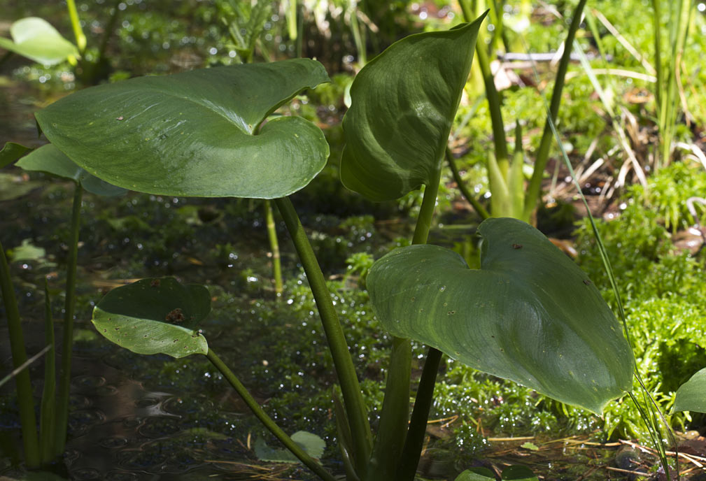 Image of Calla palustris specimen.