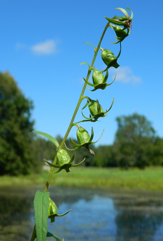 Изображение особи Campanula rapunculoides.