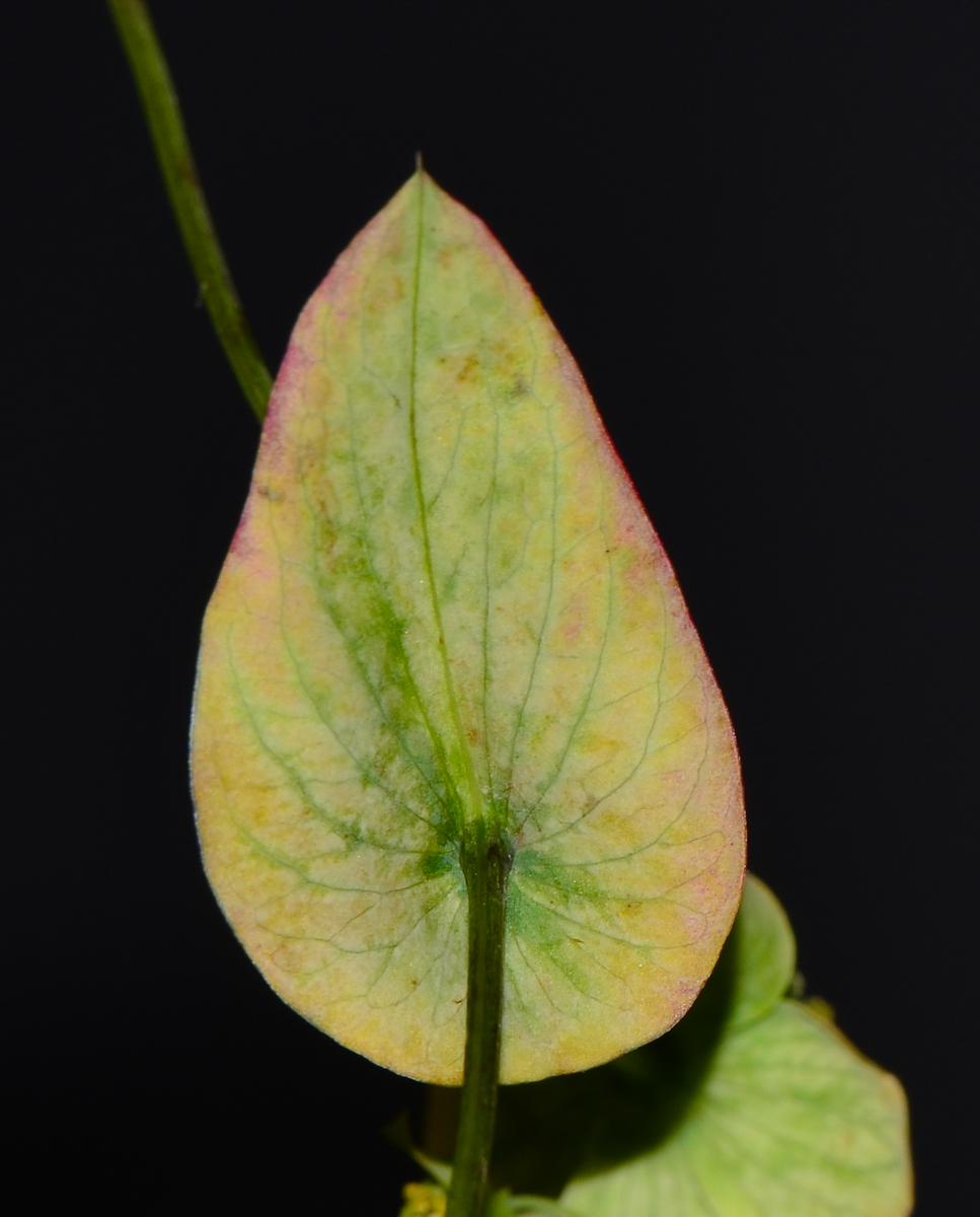 Image of Bupleurum subovatum specimen.