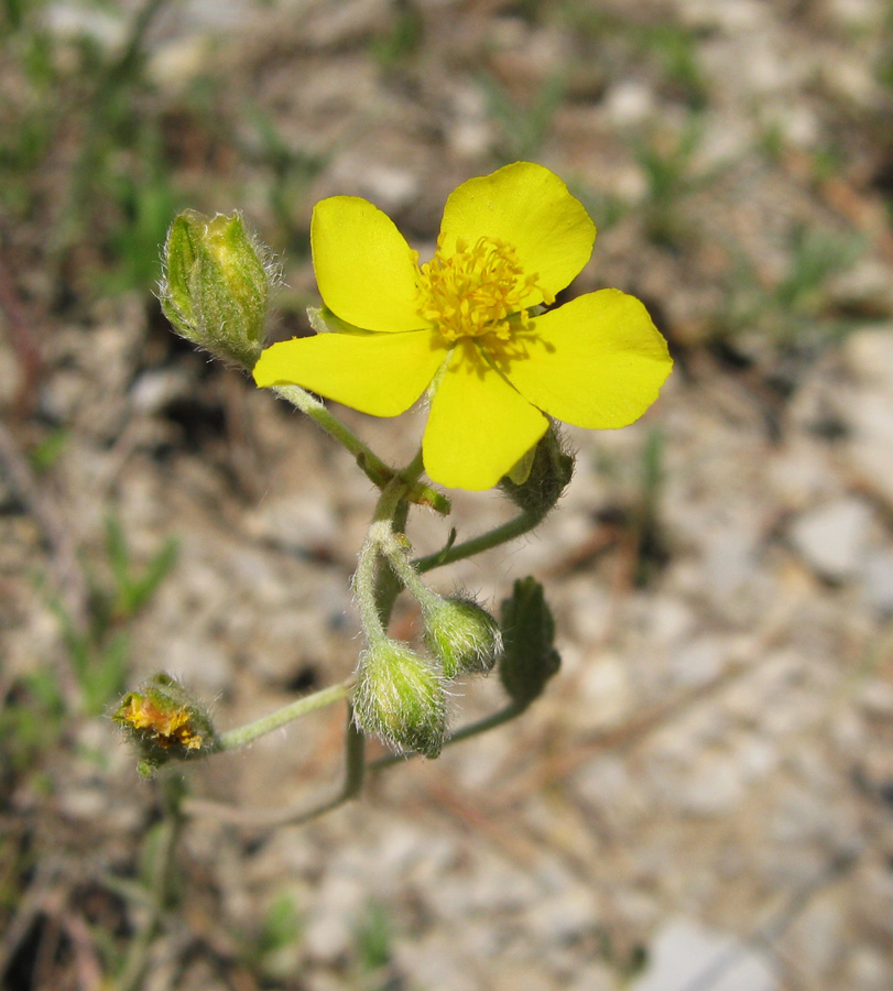 Image of Helianthemum canum specimen.