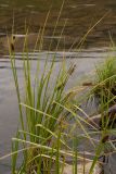 Carex pamirica subspecies dichroa