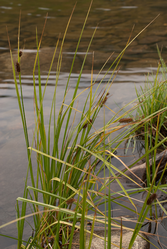 Image of Carex pamirica ssp. dichroa specimen.