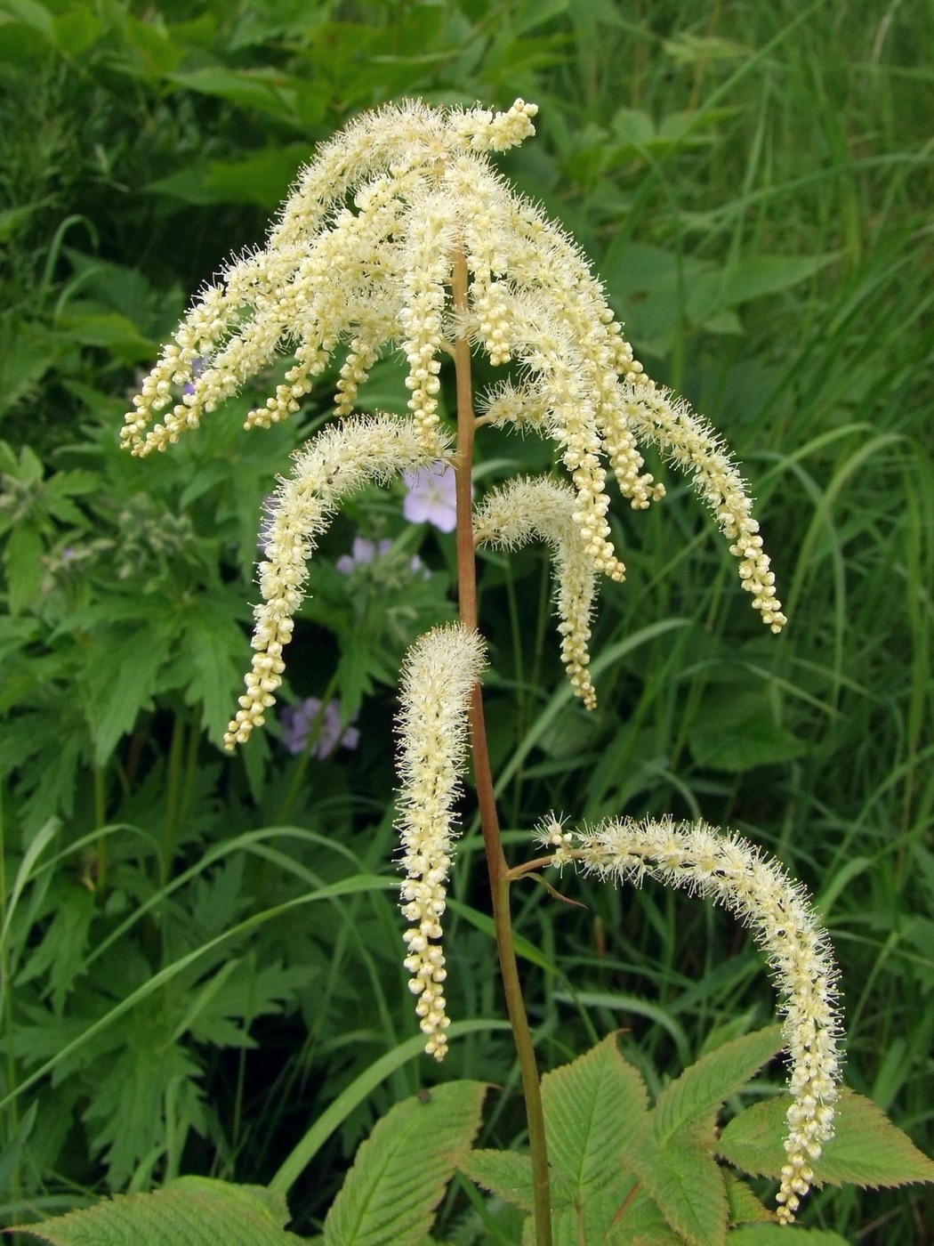 Изображение особи Aruncus dioicus.